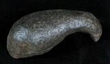 Fossil Cetacean (Whale) Ear Bone - Miocene #3499-1